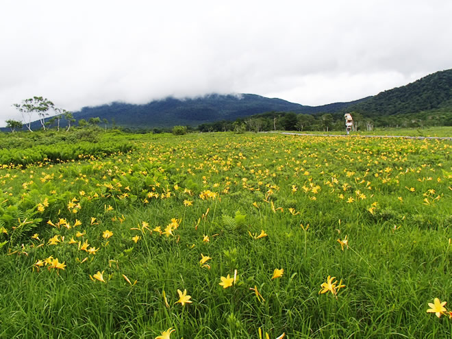 ニッコウキスゲ